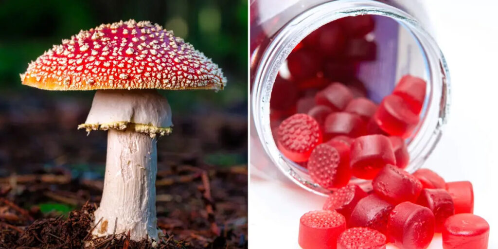 Selecting the Best Amanita Gummies: Key Considerations Selecting the Best Amanita Gummies: Key Considerations