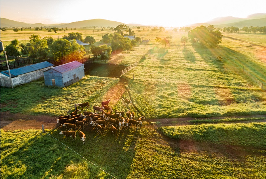 The Top Tips To Keep You Safe Around Your Farm & Animals In Australia